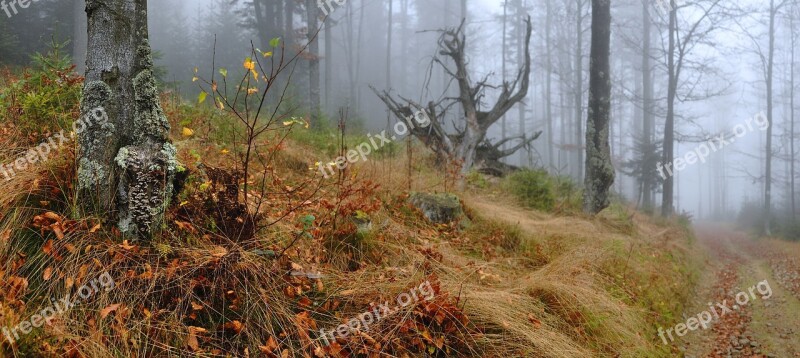 The Path Trail The Roots Of The The Stones The Fog