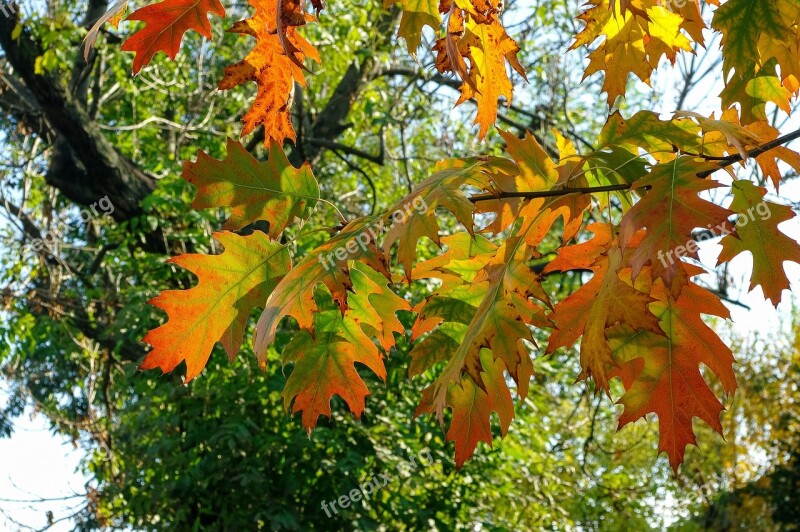 Autumn Weather Oak Colors Foliage Free Photos