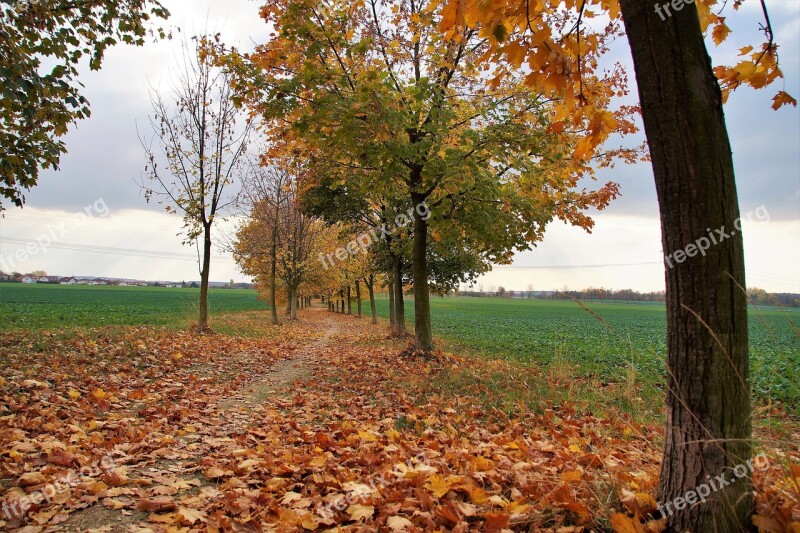 Autumn Path The Trail Field Alley