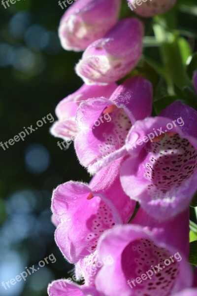 Thimble Pink Blossom Bloom Free Photos