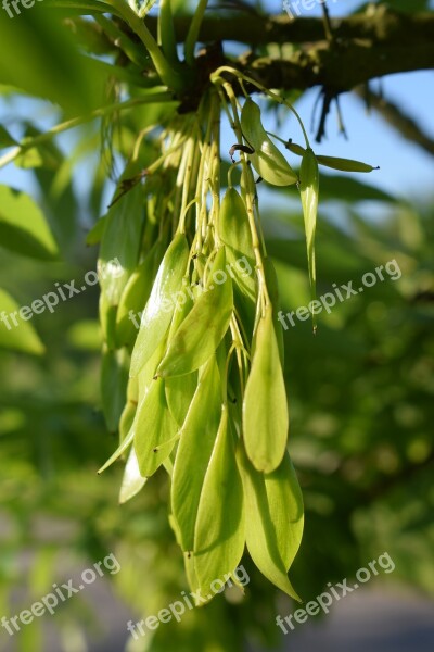 Ash Seeds Tree Free Photos