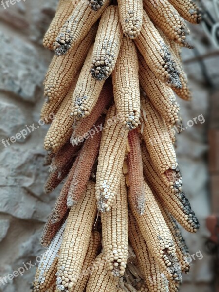 Corn Spoiled Farm Free Photos