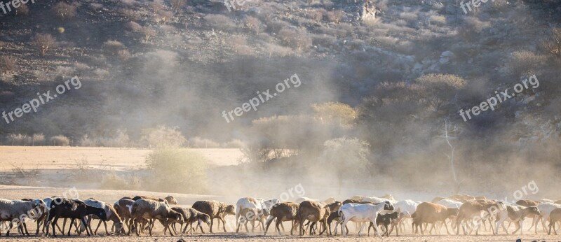 Flock Of Sheep Sheep Wool Flock Desert