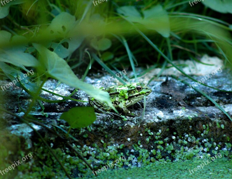 Frog Green Water Pond Nature