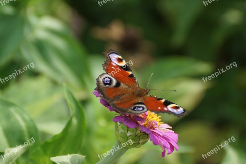 Butterfly Nature Flower Peacock Butterfly Free Photos