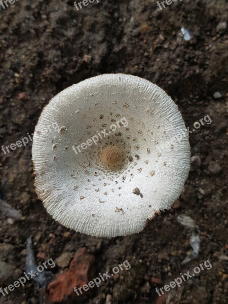 Mushroom White Earthy Free Photos