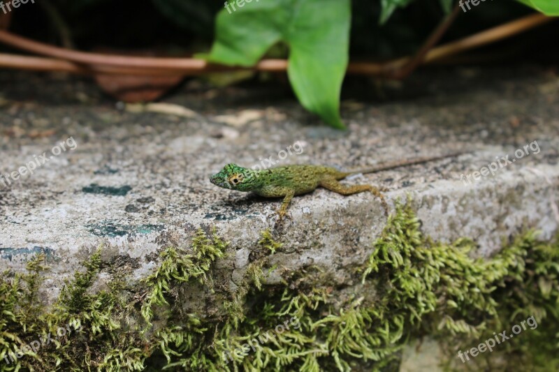 Colorful Lizard Anolis Distichus Dominican Republic Anole Free Photos