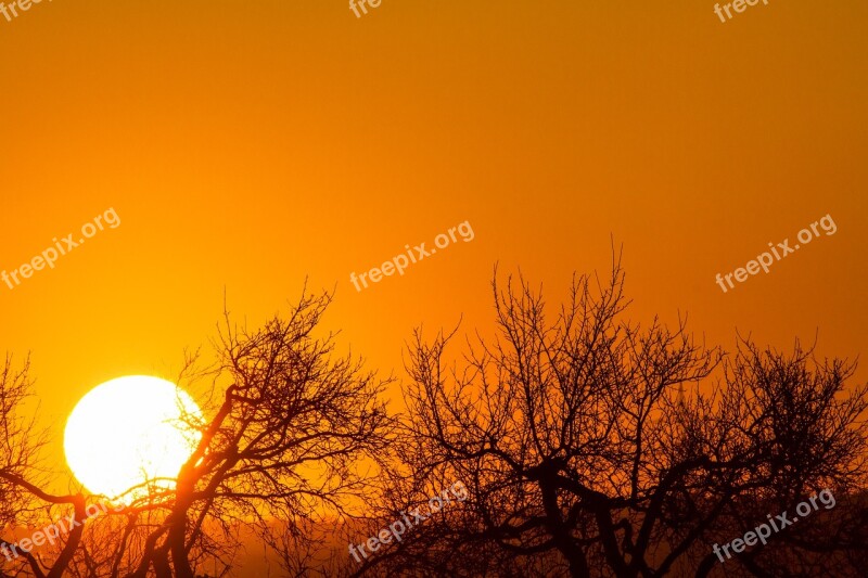 Sunset Orange Sky Treetops Against The Light Free Photos