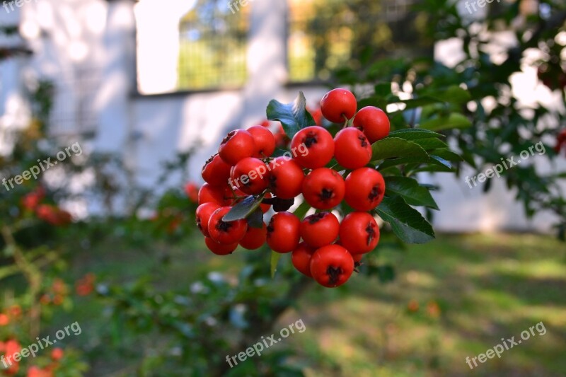 Autumn Bush Garden Red Nature