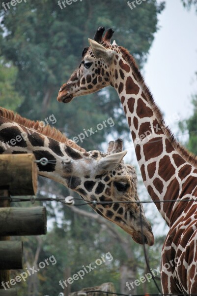 Giraffes Zoo White Face Giraffe Free Photos