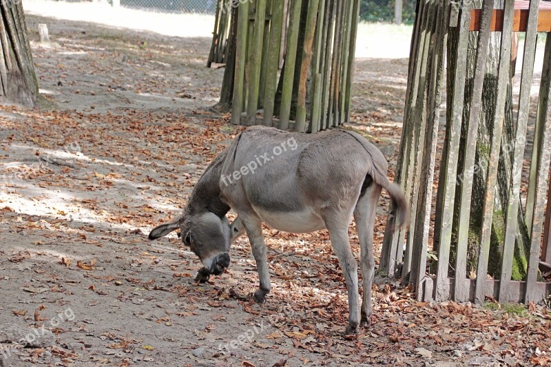 Donkey Animal Nature Livestock Muli