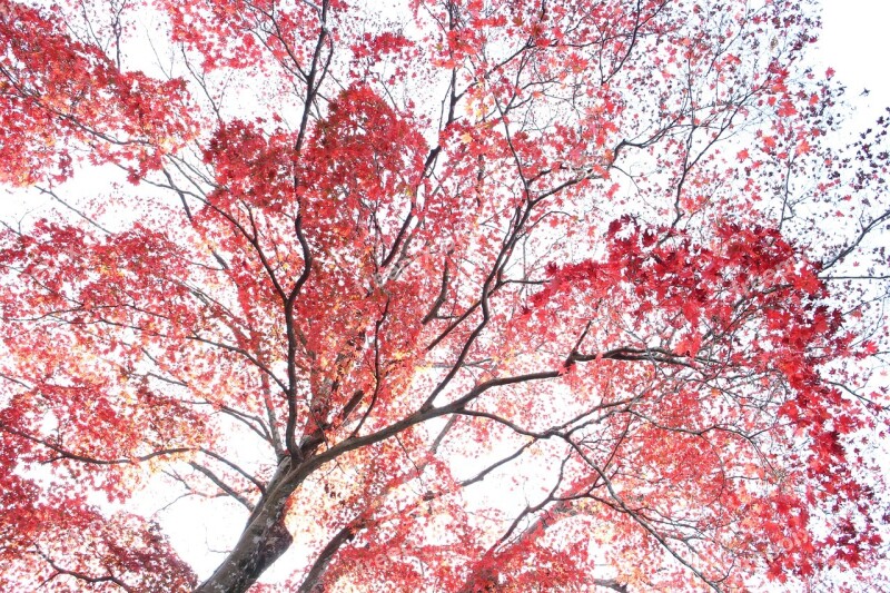 Autumnal Leaves Pattern Autumn Natural The Fall Colors