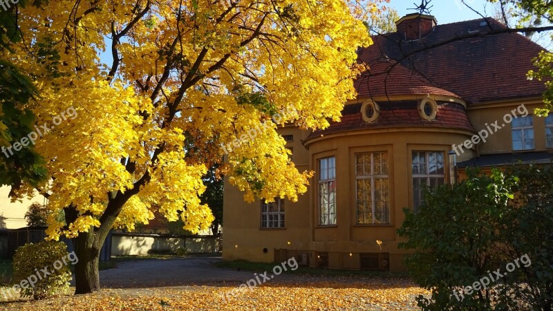 Autumn Nature Colors Colour Gold