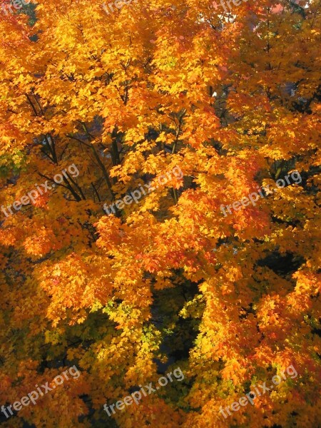 Autumn Nature Colors Colour Gold