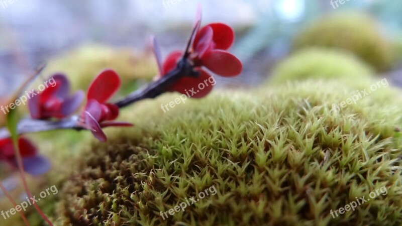 Spike Moss Plant Closeup Background