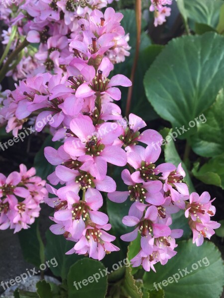 Bergenia Grass Flowers Pink Pink Flower Saxifraga