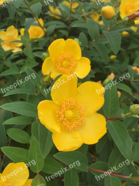 金糸梅 Flowers Was Hypericum Patulum Yellow