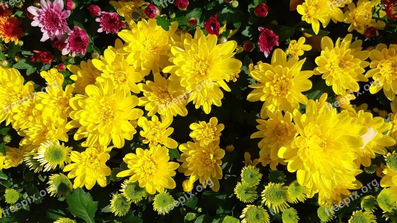 Yellow Flower Autumn Chrysanthemum Yellow Chrysanthemums Autumn Flowers