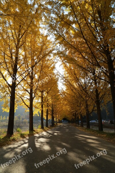 Ginkgo Autumn Leaves Morning Autumn Ginkgo Leaf