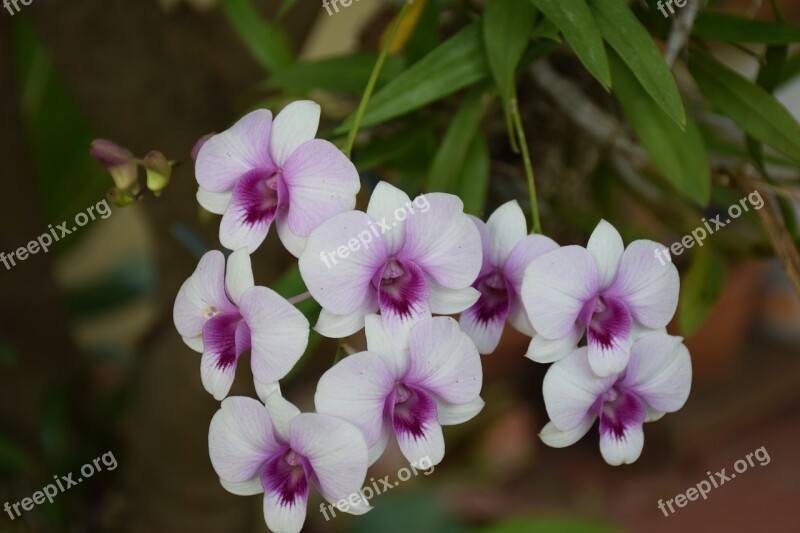 Orchid Purple White Flowers Free Photos