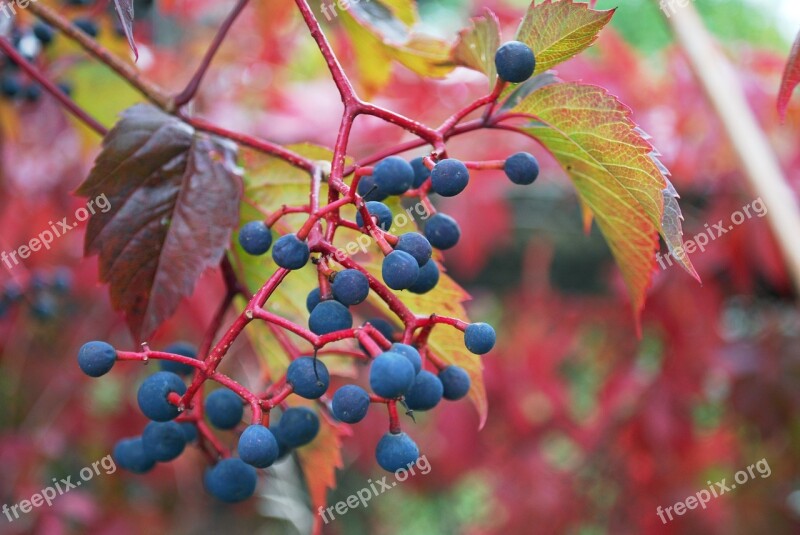 Grapes Nature Leaves Wild Grapes Free Photos