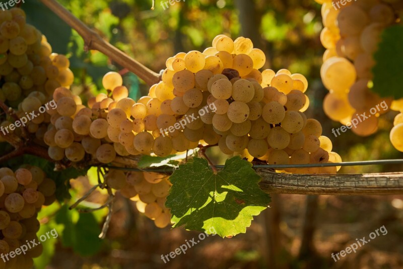 Wine Grapes Vine Winegrowing Grapevine