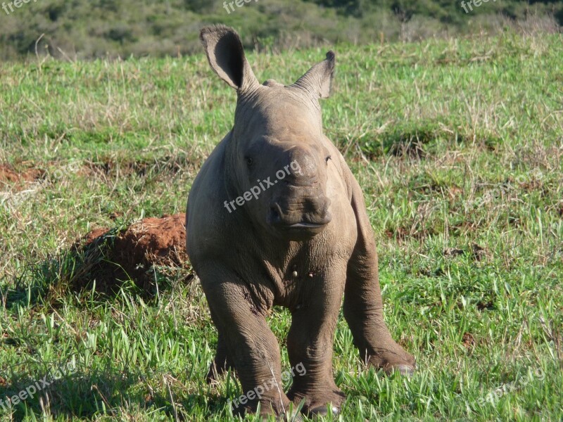 Rhino Africa Wild Big Game Safari