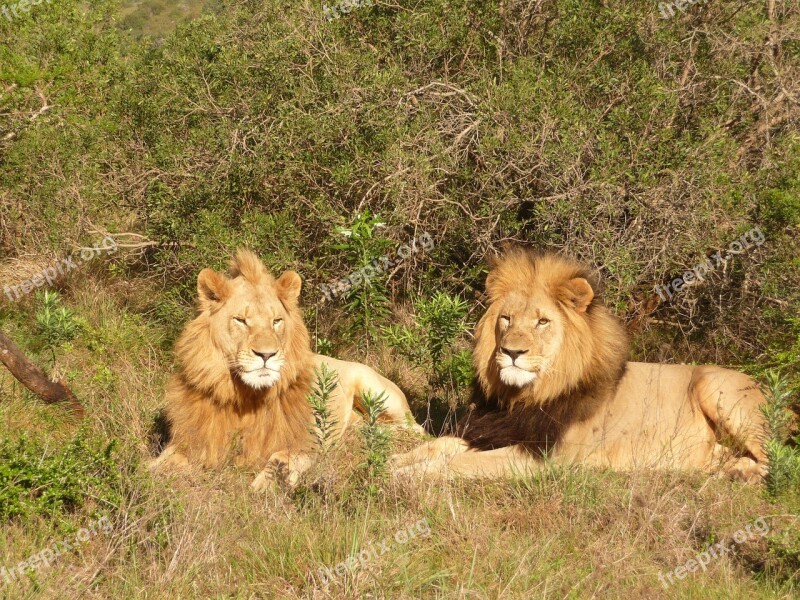 Lion South Africa Africa Safari Wildcat