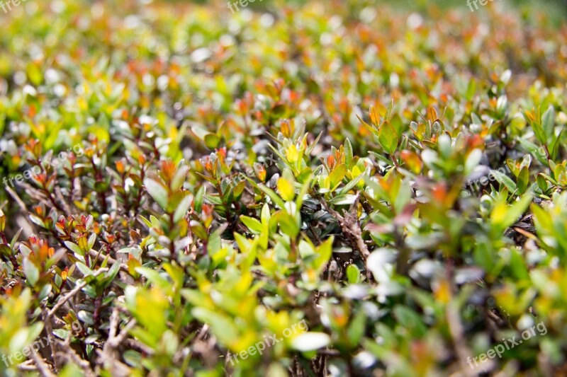 Plant Greens Grow Up Nature Green