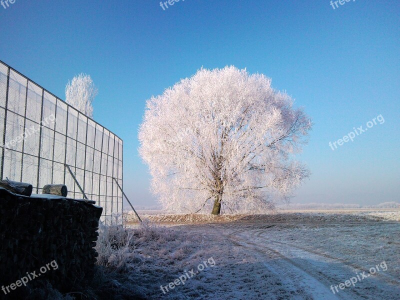 Tree Gel Colors Winter Cold