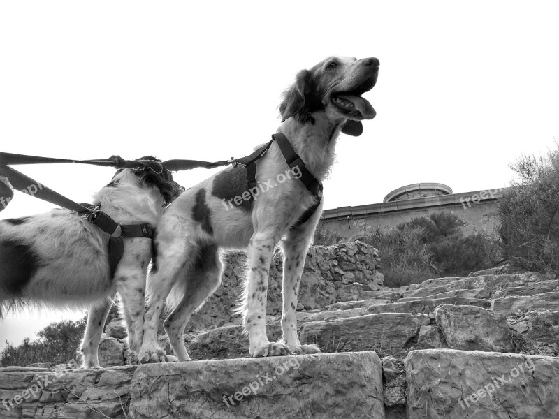 Brittany Spaniels Dogs Brittany Breed Canine