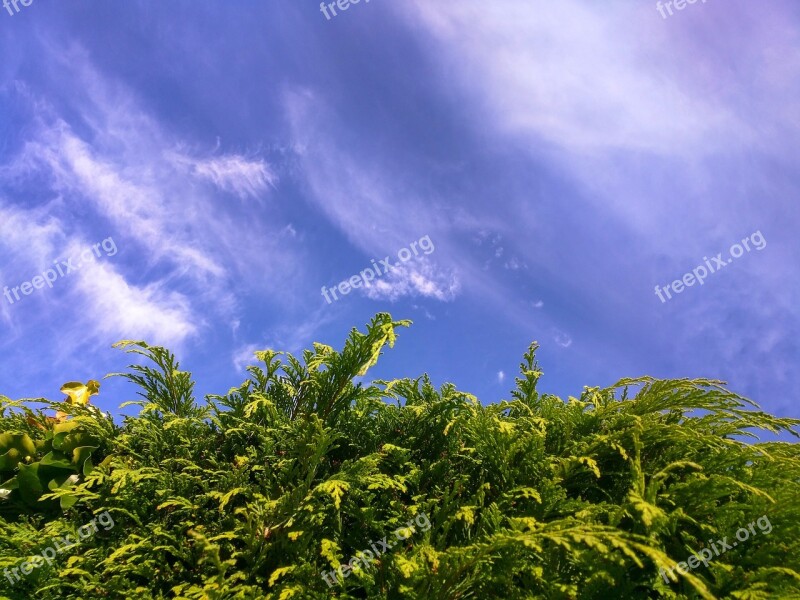 Conifer Coniferous Hedge Garden England