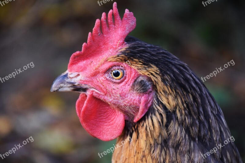 Hahn Poultry Gockel Animal Bird