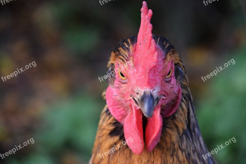 Hahn Poultry Gockel Animal Bird