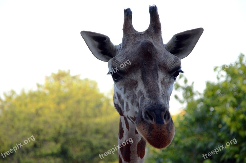 Giraffe Head Zoo Animal Nature