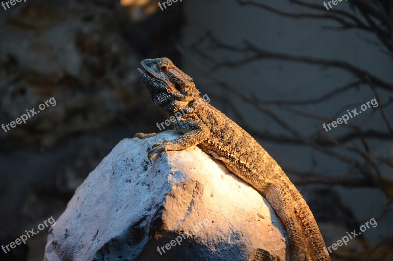 Iguana Calm Nature Zoo Madrid