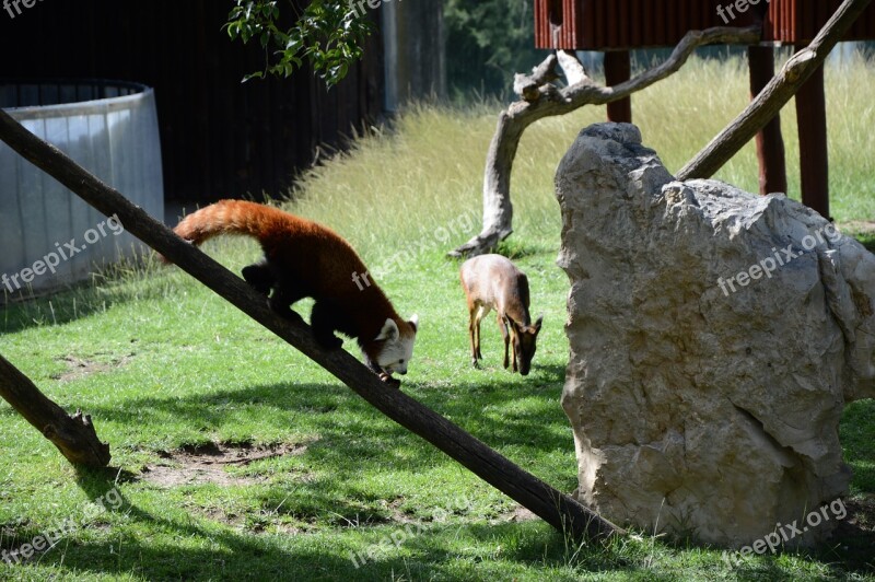 Fox Pomeranian Zoo Nature Madrid