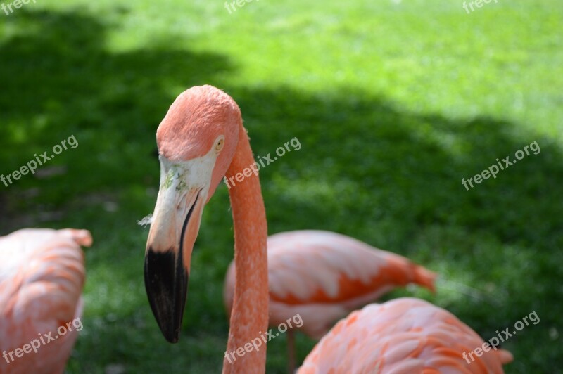 Flamingo Rosa Nature Zoo Madrid