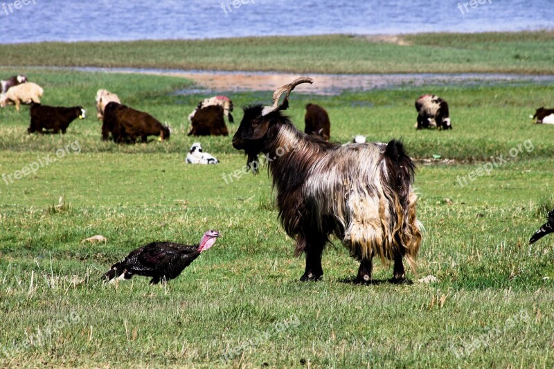 Nature Landscape Goat Grassland Free Photos