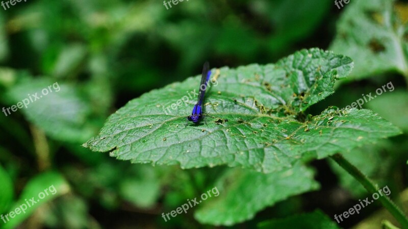 Dragonfly Leaves Green Nature Blue Dragonfly