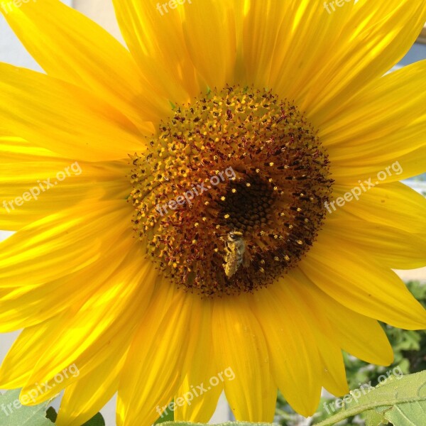 Sun Wasp Nature Sunflower Bloom