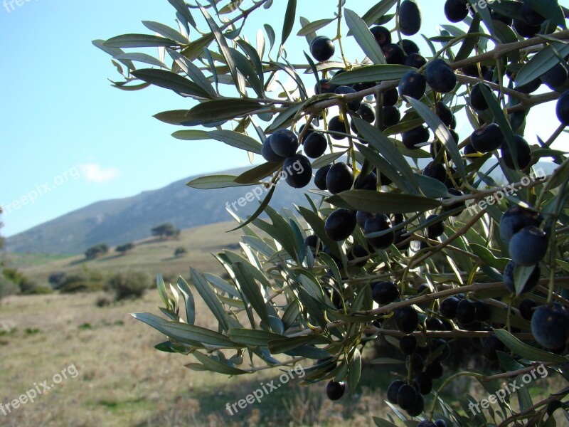 Olive Landscape Greece Tree Field