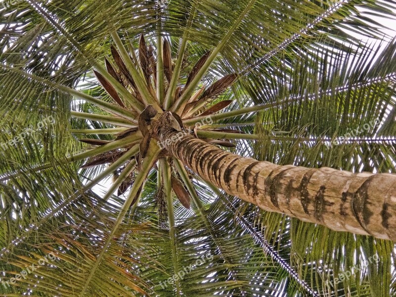 Coconut Palm Coconut Tree Tropical Free Photos