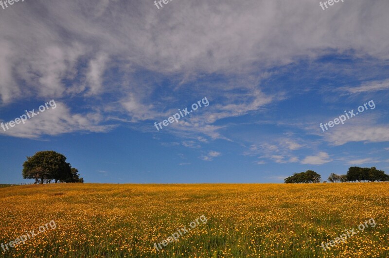 Buttercup Meadow Field Spring Yellow