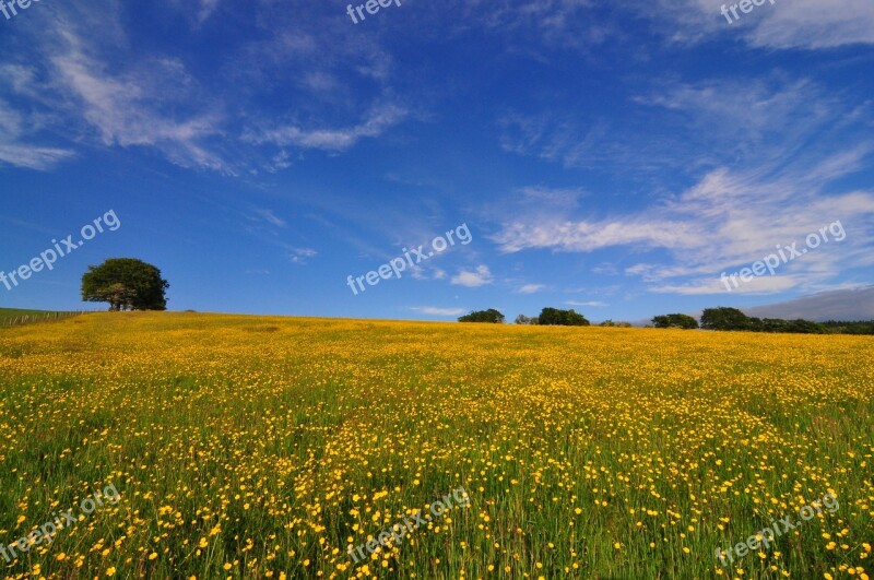 Buttercup Field Springtime Free Photos