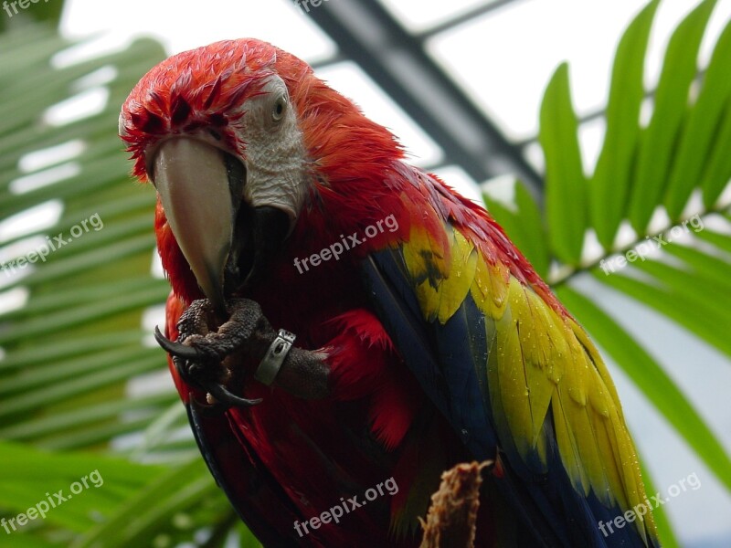 Animal Parrot Plumage Macaw Bird