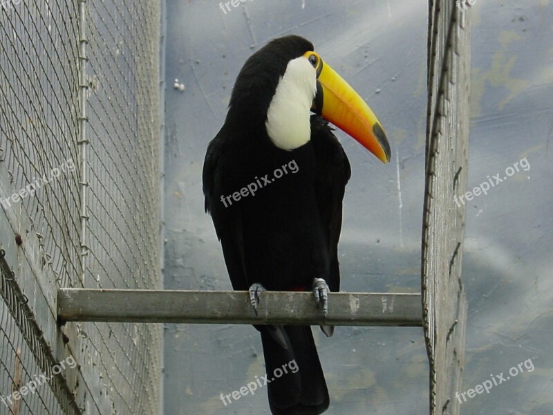 Ave Toucan Bird Animals Exotic Bird