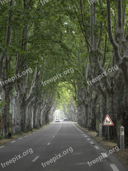 Plane Trees Tree Avenue Wood Nature