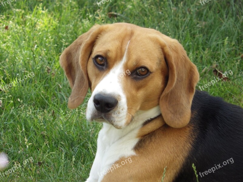 Dog Hd Wallpaper Beagle Free Photos