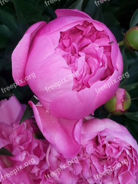 Peony Pink Garden Nature Blossom